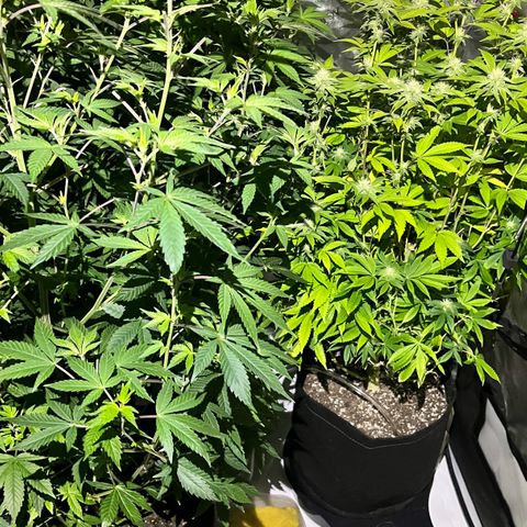 Gorilla Melon growlog timeline photo