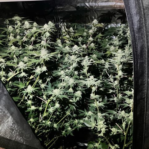 Wedding Cake2 growlog photo: Harvested 4/17 in the jars
The other pics are my current plants in flower.