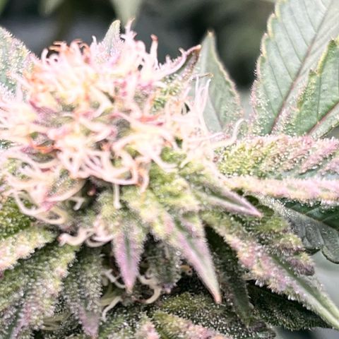 Wedding Cake2 growlog photo: Harvested 4/17 in the jars
The other pics are my current plants in flower.