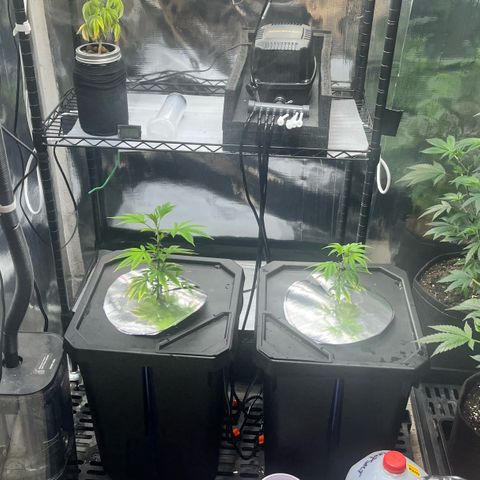 Wedding Cake2 growlog timeline photo
