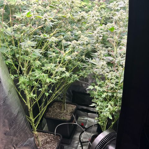 Wedding Cake2 growlog timeline photo