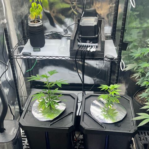 Wedding Cake2 growlog photo: Gorilla melon in DWC and Wedding cake2 in flower for 4 weeks, so far.