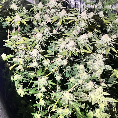 Wedding Cake2 growlog photo: Gorilla melon in DWC and Wedding cake2 in flower for 4 weeks, so far.