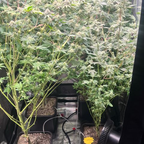 Wedding Cake2 growlog timeline photo