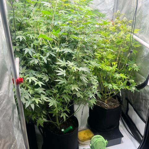 Wedding Cake2 growlog timeline photo
