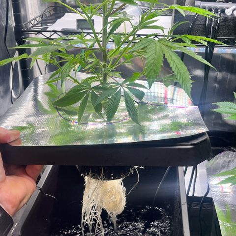 Wedding Cake2 growlog photo: DWC looking good