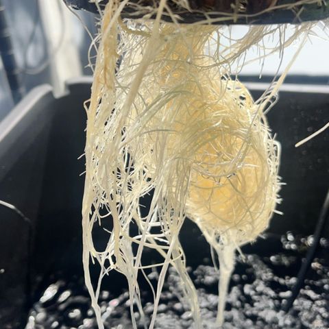 Wedding Cake2 growlog photo: DWC looking good