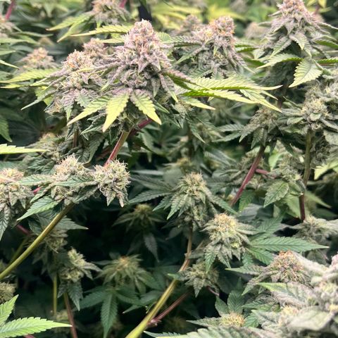 Wedding Cake2 growlog photo: DWC looking good