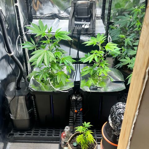 Wedding Cake2 growlog photo: DWC looking good