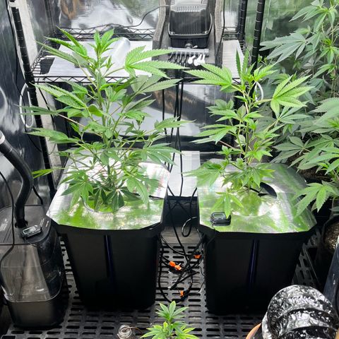 Gorilla Melon growlog photo: DWC