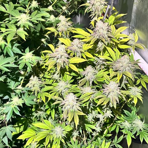 Wedding Cake2 growlog timeline photo