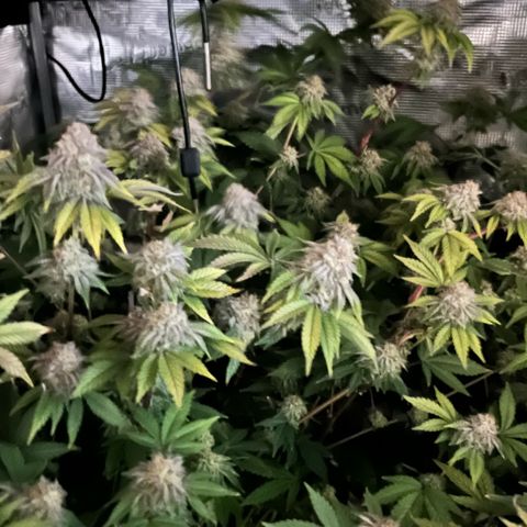 Wedding Cake2 growlog timeline photo