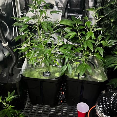 Wedding Cake2 growlog timeline photo