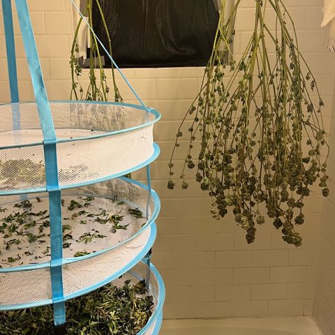 Wedding Cake2 growlog photo: Harvest 
26oz and 15oz
And a lot of leaves for edibles