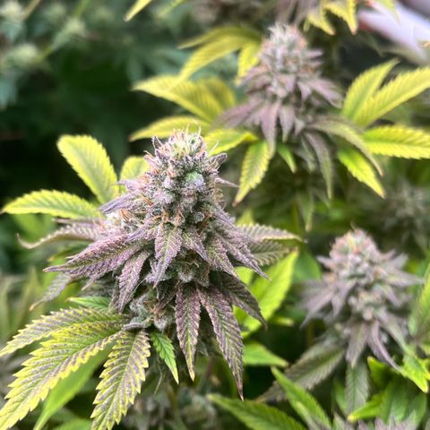 Gorilla Melon growlog timeline photo