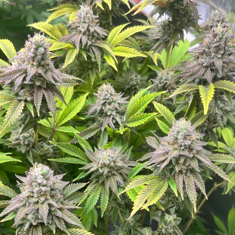 Gorilla Melon growlog timeline photo