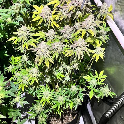 Wedding Cake2 growlog photo: DWC, clones, and buds in flower