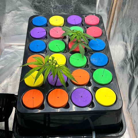 Wedding Cake2 growlog photo: DWC, clones, and buds in flower
