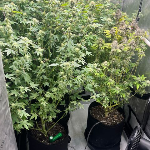 Wedding Cake2 growlog photo: DWC is gorilla melon clones