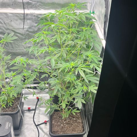 Wedding Cake2 growlog photo: DWC is gorilla melon clones