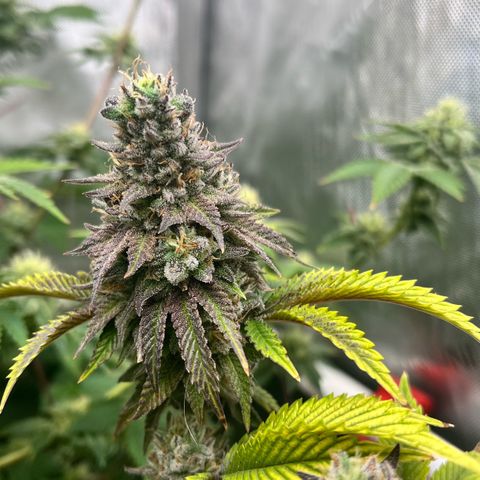 Wedding Cake2 growlog photo: DWC is gorilla melon clones