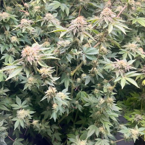 Wedding Cake2 growlog photo: Set up my greenhouse with Tropf system, i want to get the hang with vegetables before I move to cannabis. 
