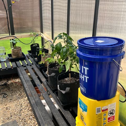 Wedding Cake2 growlog photo: Set up my greenhouse with Tropf system, i want to get the hang with vegetables before I move to cannabis. 