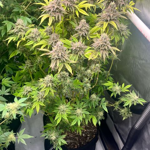 Wedding Cake2 growlog photo: Set up my greenhouse with Tropf system, i want to get the hang with vegetables before I move to cannabis. 