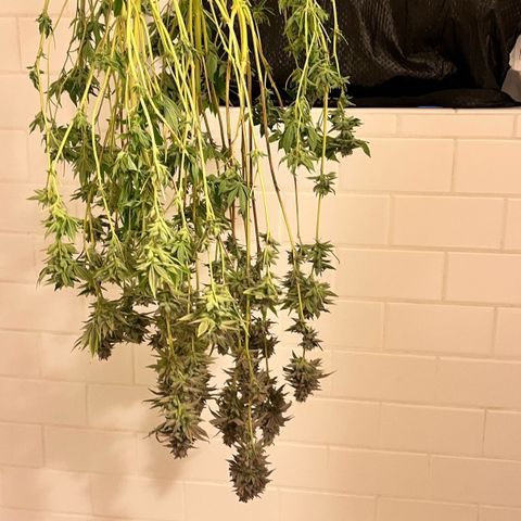 Gorilla Melon growlog photo: Harvet day
16.0 oz wet weight