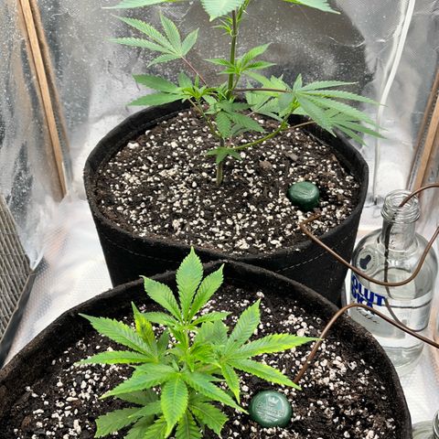 Wedding Cake2 growlog photo: GM - DWC and Strawmata clones.