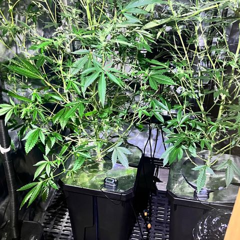 Wedding Cake2 growlog photo: GM - DWC and Strawmata clones.