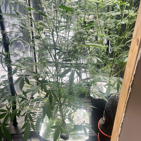 Gorilla Melon growlog photo: Gorilla melon DWC and Stramatta soil.