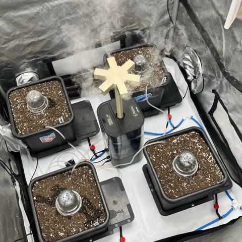 Wedding Cake2 growlog photo: Day 1. 
2 fem auto Moonbeam
2 fem auto Tricross
Mystic Og
Field cookies
Gravenstein