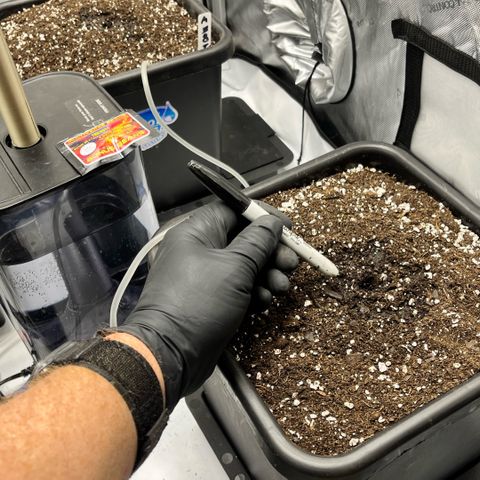 Wedding Cake2 growlog photo: Day 1. 
2 fem auto Moonbeam
2 fem auto Tricross
Mystic Og
Field cookies
Gravenstein
