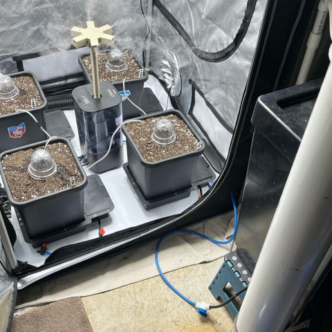 Wedding Cake2 growlog photo: Day 1. 
2 fem auto Moonbeam
2 fem auto Tricross
Mystic Og
Field cookies
Gravenstein