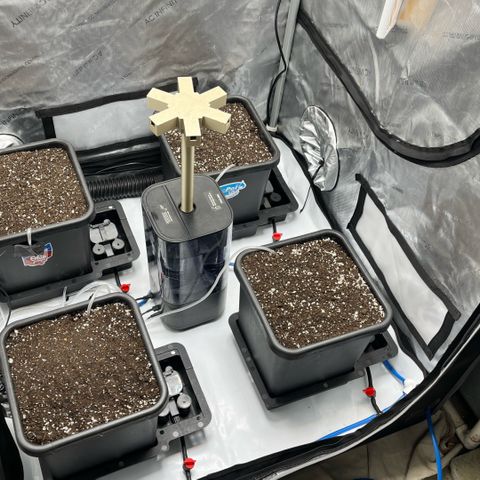 Wedding Cake2 growlog photo: Day 1. 
2 fem auto Moonbeam
2 fem auto Tricross
Mystic Og
Field cookies
Gravenstein