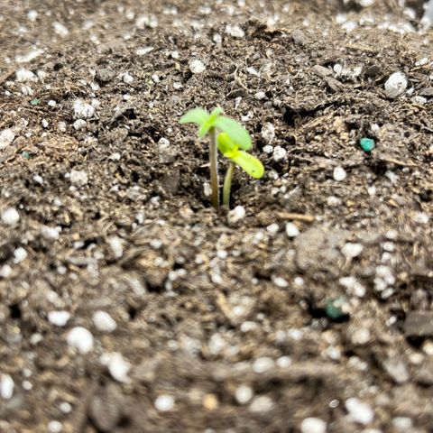 Gorilla Melon growlog photo: I have 3 out of 4 seeds pop. Fingers crossed on 4.