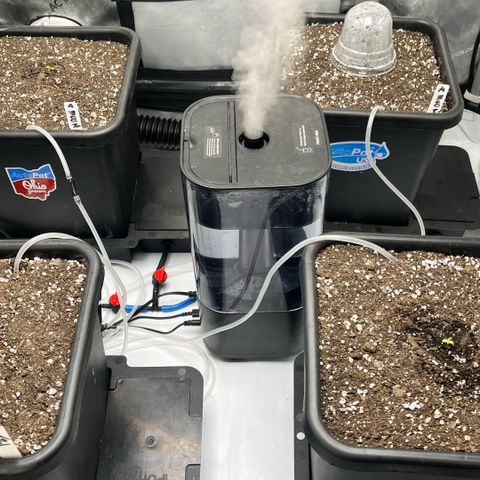 Gorilla Melon growlog photo: I have 3 out of 4 seeds pop. Fingers crossed on 4.