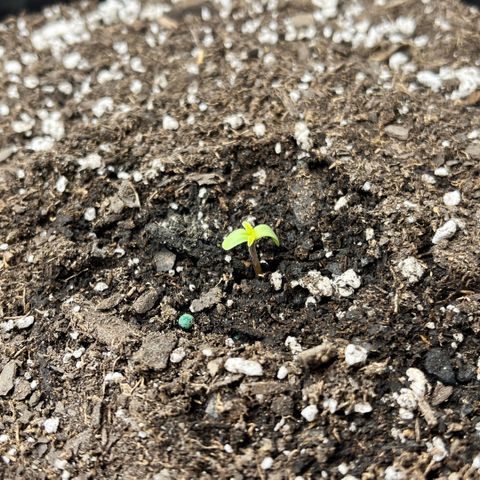 Gorilla Melon growlog photo: I have 3 out of 4 seeds pop. Fingers crossed on 4.