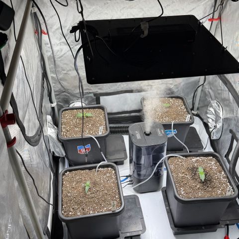 Gorilla Melon growlog photo: Week 2 day 5. 
All going good. 4 beans popped 11/18. True leaves 11/22. 
Done nothing light watering.