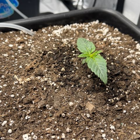 Gorilla Melon growlog photo: Week 2 day 5. 
All going good. 4 beans popped 11/18. True leaves 11/22. 
Done nothing light watering.