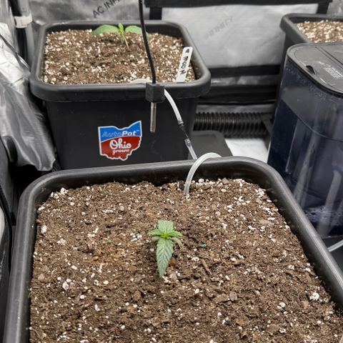 Gorilla Melon growlog photo: Week 2 day 5. 
All going good. 4 beans popped 11/18. True leaves 11/22. 
Done nothing light watering.