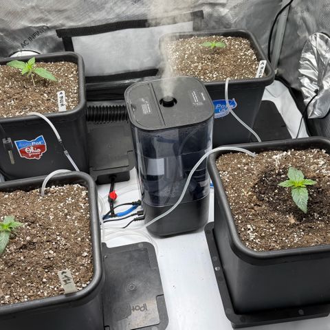 Gorilla Melon growlog timeline photo