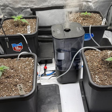 Gorilla Melon growlog photo: Moonbeamx2
Tricrossx2
Wk3 day2