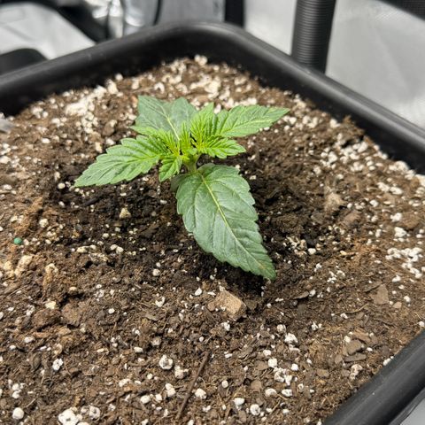 Gorilla Melon growlog photo: Week 3 Day 1