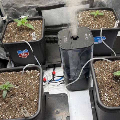 Gorilla Melon growlog timeline photo