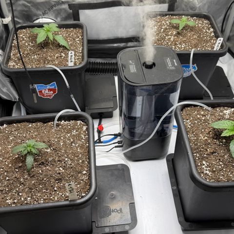 Gorilla Melon growlog photo: Week 3 day 3