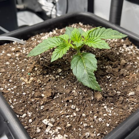 Gorilla Melon growlog photo: Week 3 day 3