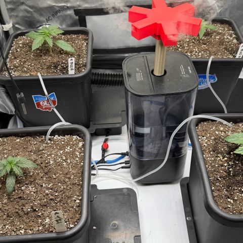 Gorilla Melon growlog photo: Moonbeam and Tricross