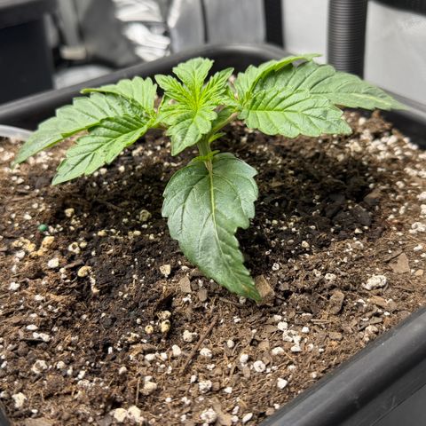 Gorilla Melon growlog photo: Moonbeam and Tricross